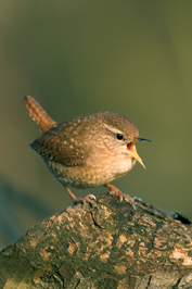 ..::Wren::..